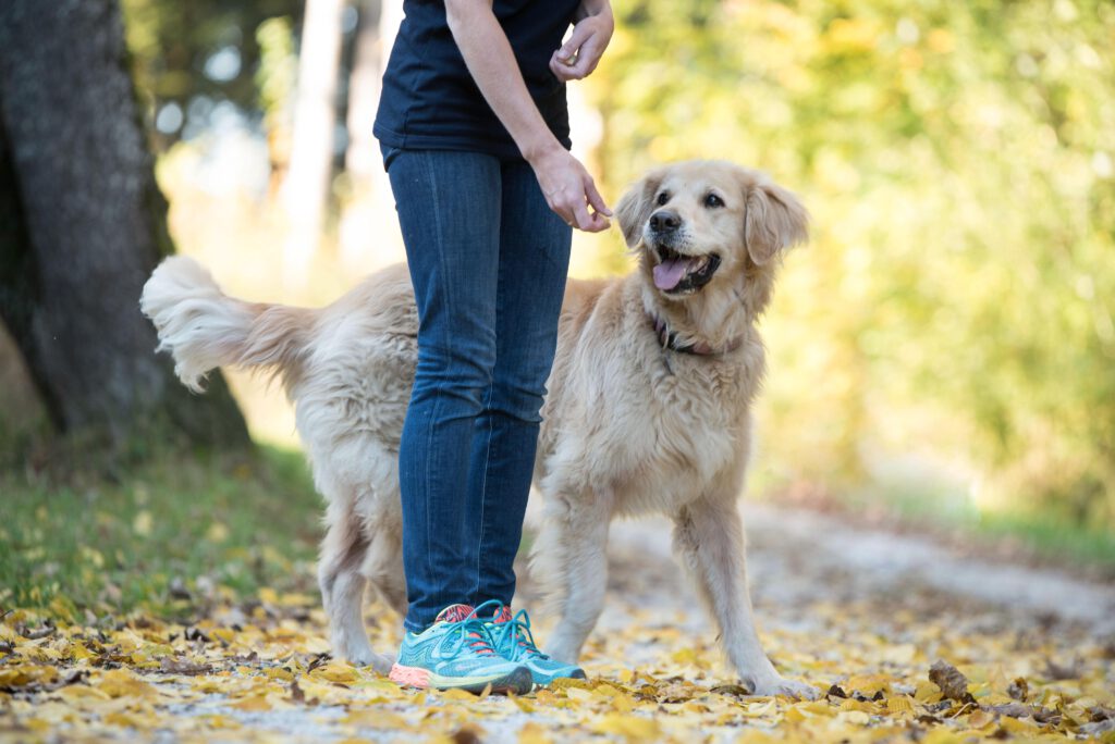 Hundetraining mit großem Hund in der Hundeschule
