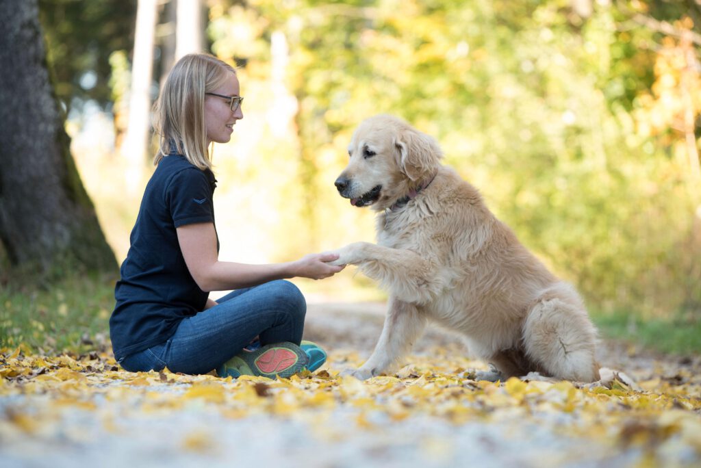 Hund gibt Pfote in der Hundeschule