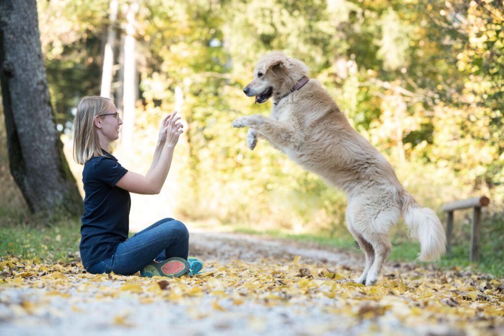 Trick Training in der Hundeschule