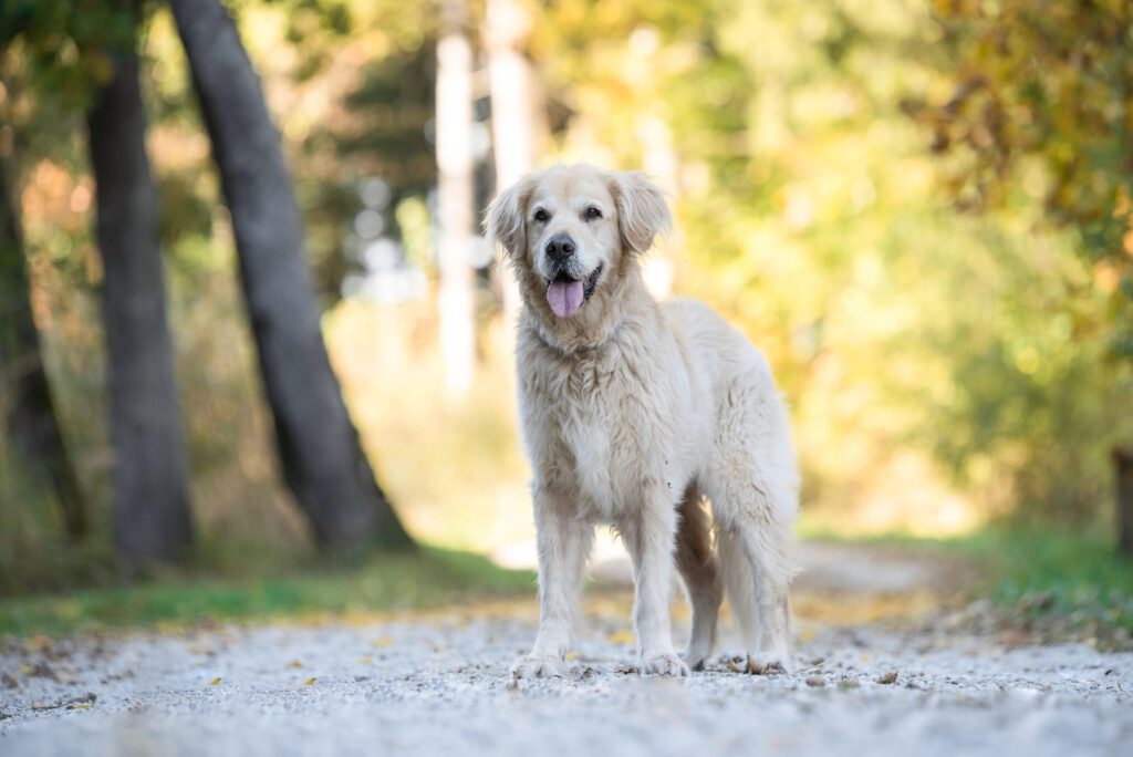 Hund steht in der Hundeschule
