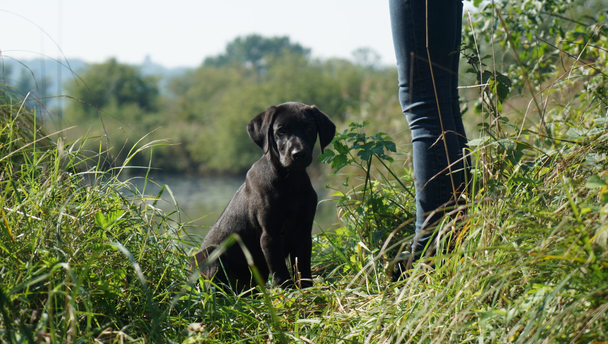 Labrador Welpe sitzt am Wasser und warte beim Dummy Training