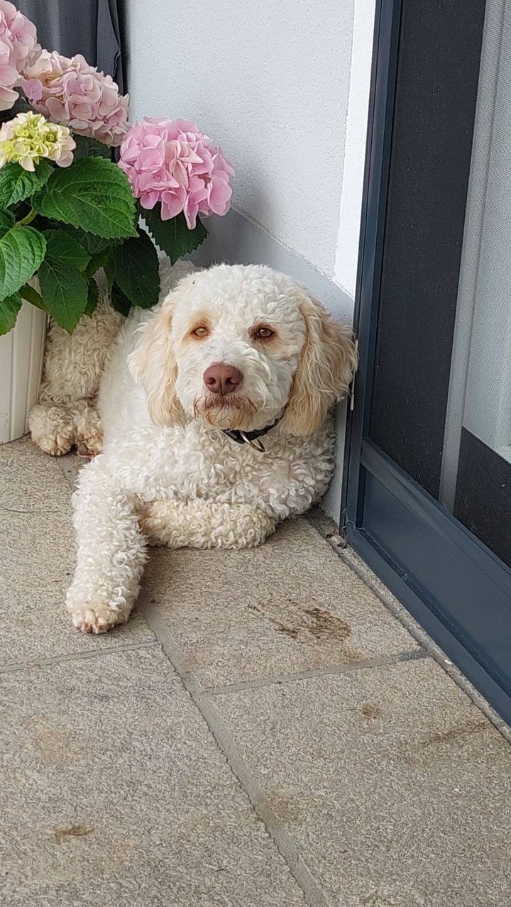 lagotto benny