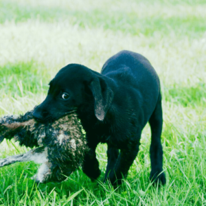 Jagdhunde sinnvoll auslasten