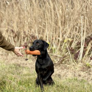 schwarzer Labrador beim Dummy Training