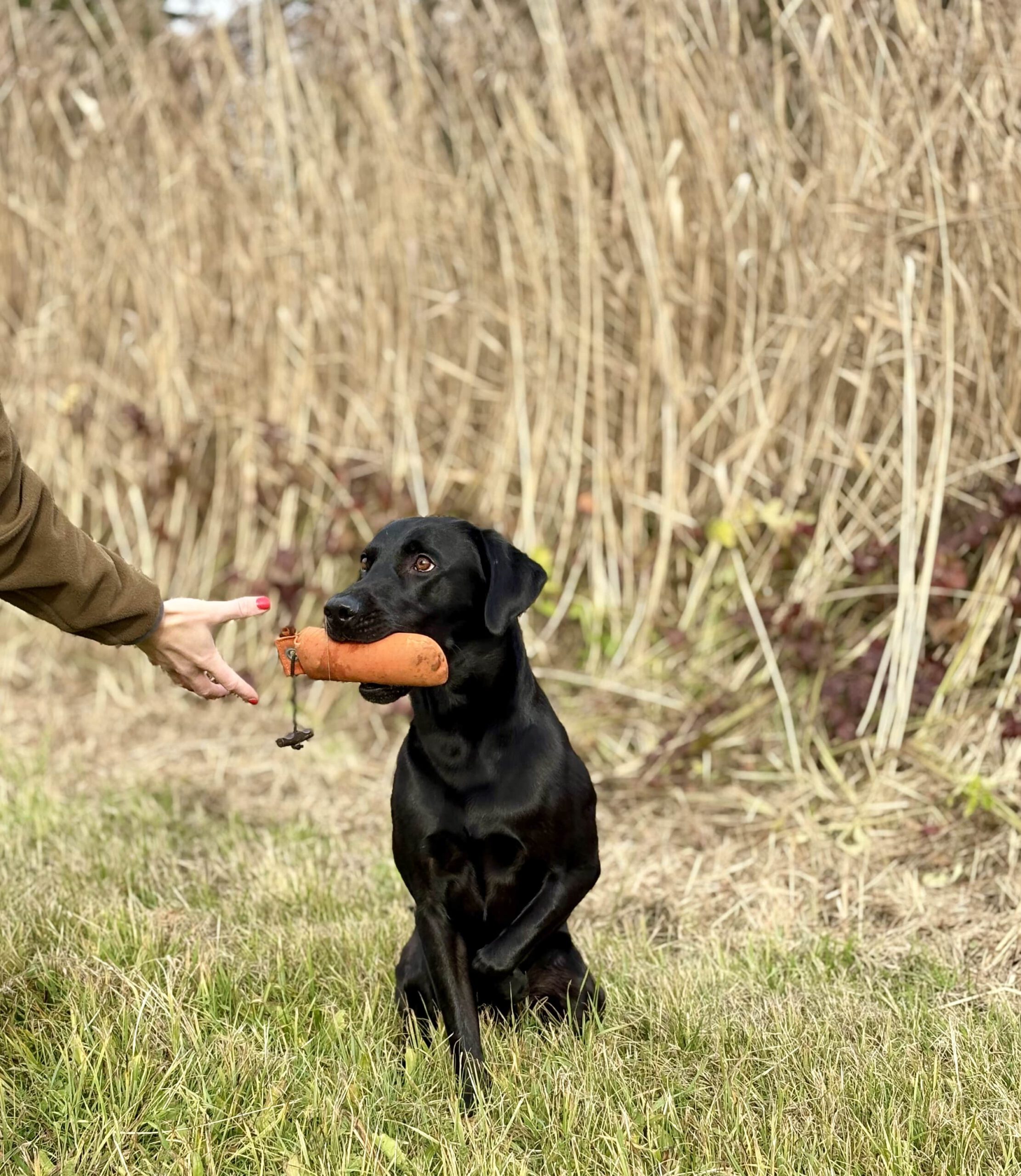 schwarzer Labrador beim Dummy Training
