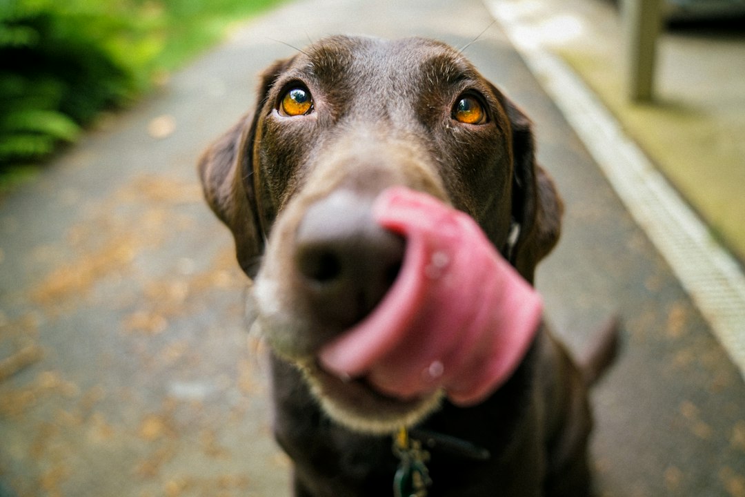 Labrador Retriever